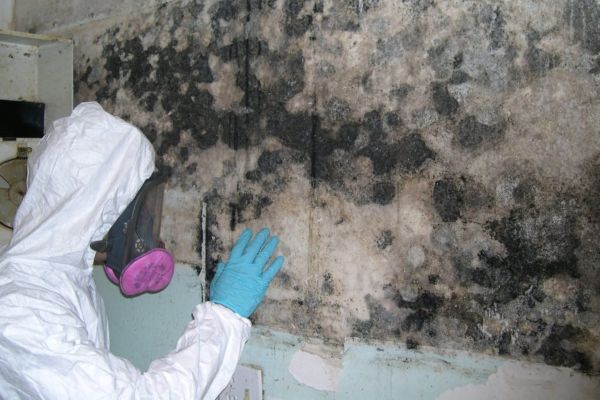 Mold Removal Service